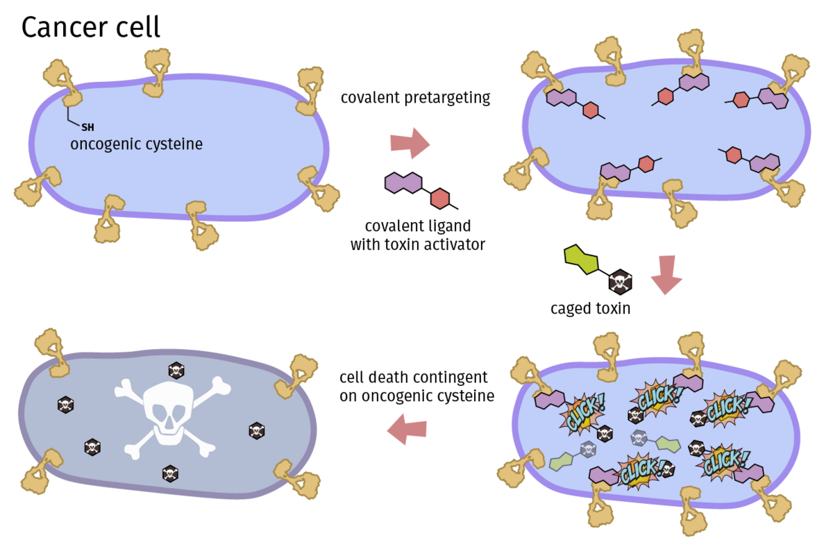 A covalent click-to-release strategy to selectively kill cancer cells ...