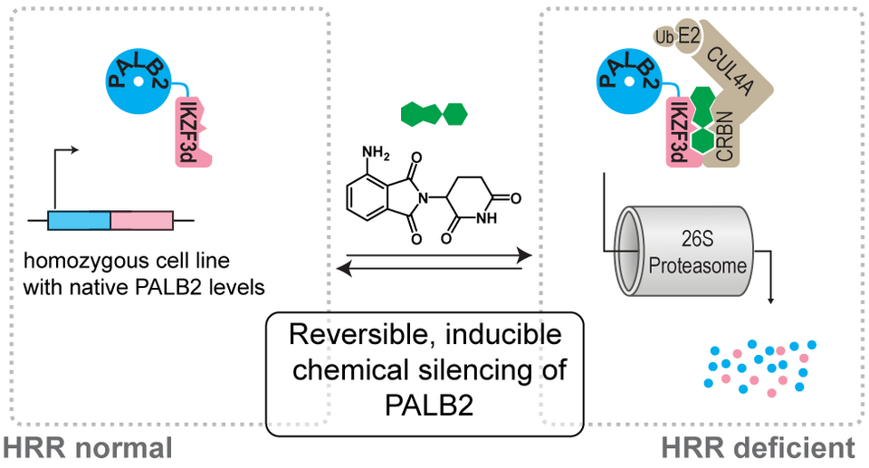 A "TOC" image summarizing the main point of the paper: That the genome of HEK293 cells was changed so that pomalidomide can degrade PALB2 via the 26S proteasome.