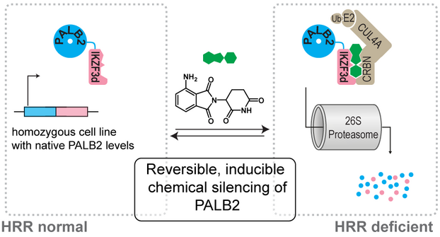 A "TOC" image summarizing the main point of the paper: That the genome of HEK293 cells was changed so that pomalidomide can degrade PALB2 via the 26S proteasome.