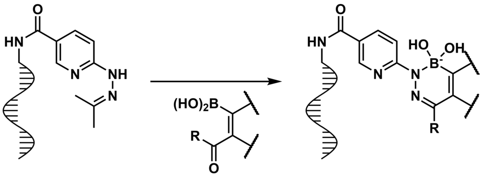 A reaction scheme showing the diversification of DNA-bound 2-(N'-isopropanylidenehydrazineyl)pyridine with a generic β-oxoboronic acid