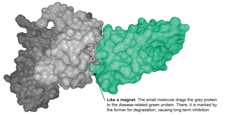 A picture showing the surface of a crystal structure. The structure consists of two proteins, VHL (left, in grey) and BRD4 (right, in green) whose surfaces are stuck together with the help of a PROTAC. A text points to the PROTAC small molecule: "Like a magnet. The small molecule drags a protein (in grey) to the disease-related protein (green). There, it is marked by the format for degradation, causing long-term inhibition."